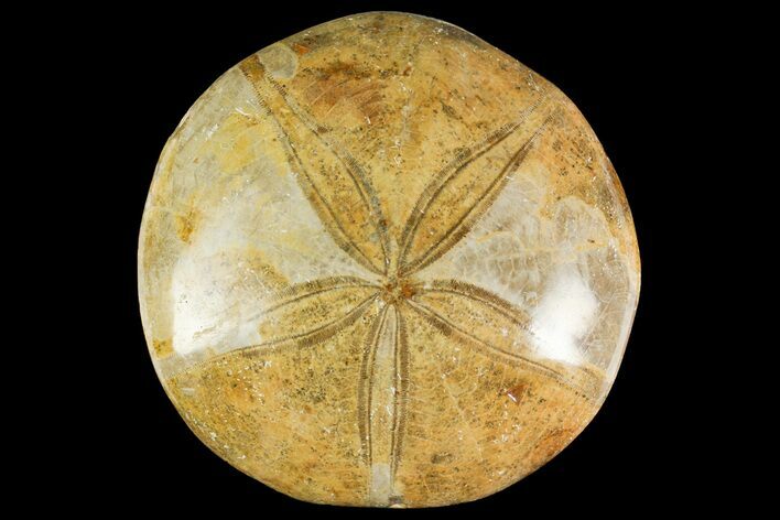 Polished Fossil Sand Dollar (Mepygurus) - Jurassic #139840